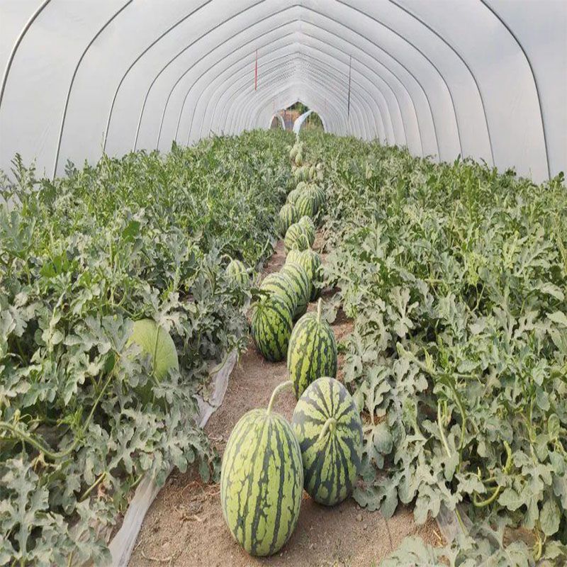 萊陽(yáng)西瓜大棚