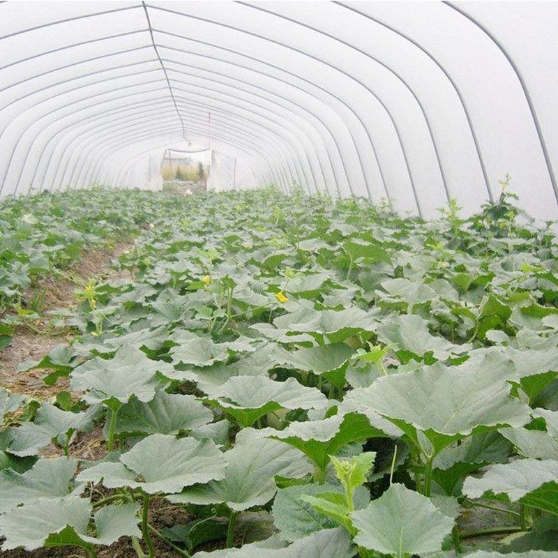 萊陽(yáng)西瓜大棚