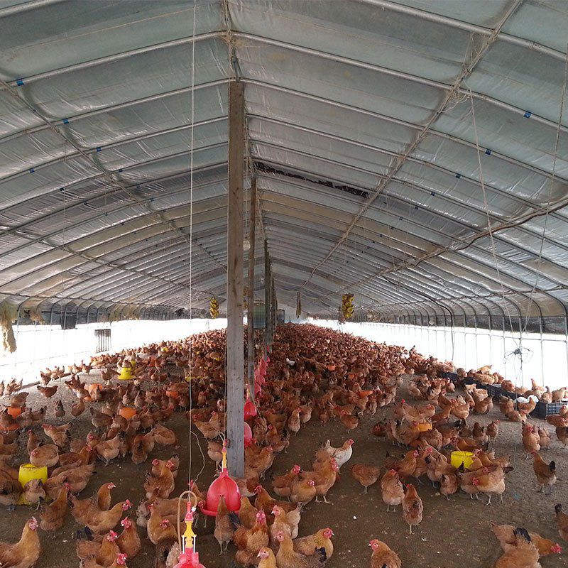 平武養(yǎng)殖大棚